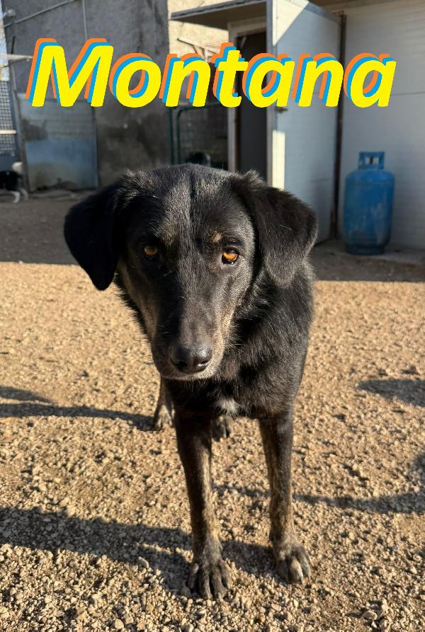 Montana Cucciolona Dal Carattere Tranquillo